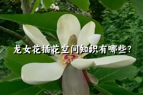 龙女花插花空间知识有哪些？