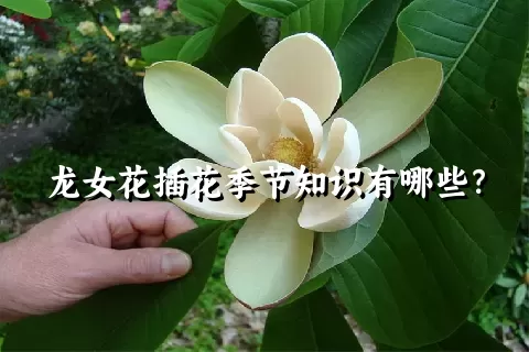 龙女花插花季节知识有哪些？