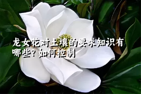 龙女花对土壤的要求知识有哪些？如何控制