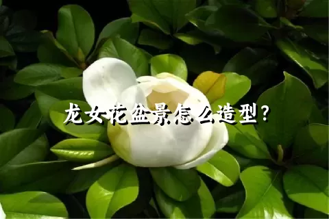 龙女花盆景怎么造型？