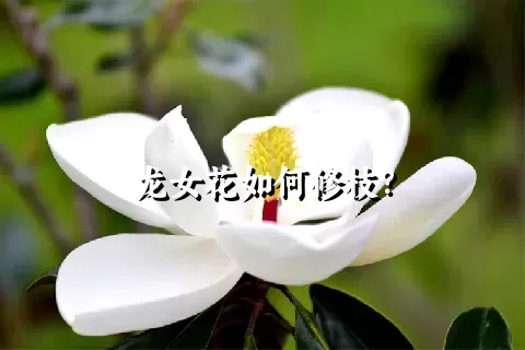 龙女花如何修枝？