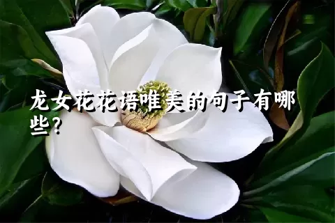 龙女花花语唯美的句子有哪些？