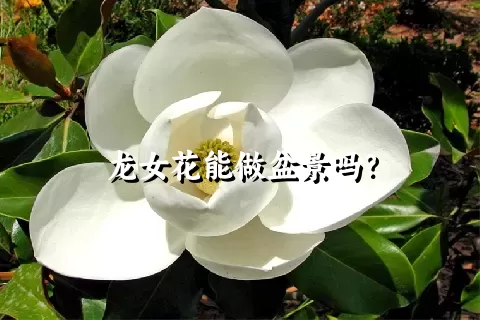 龙女花能做盆景吗？