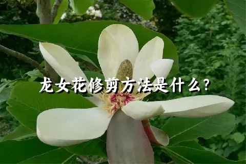 龙女花修剪方法是什么？