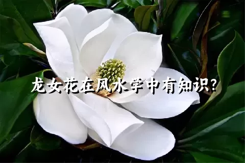 龙女花在风水学中有知识？