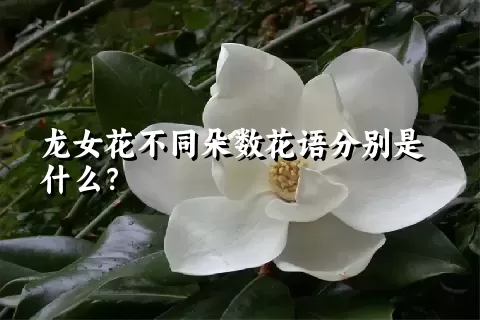 龙女花不同朵数花语分别是什么？