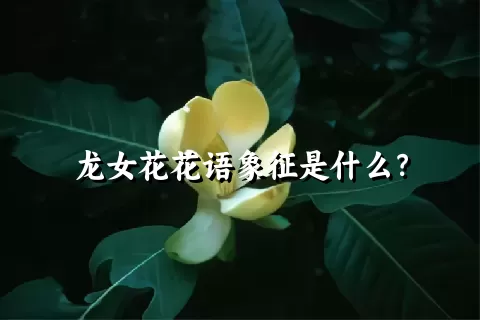 龙女花花语象征是什么？