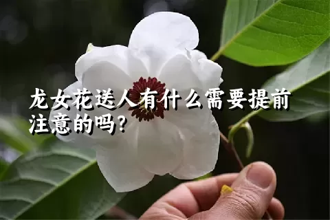 龙女花送人有什么需要提前注意的吗？