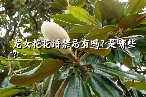 龙女花花语禁忌有吗？是哪些？