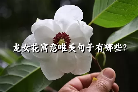 龙女花寓意唯美句子有哪些？