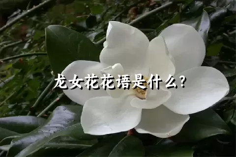 龙女花花语是什么？