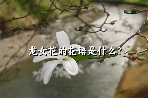 龙女花的花语是什么？