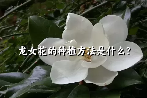 龙女花的种植方法是什么？