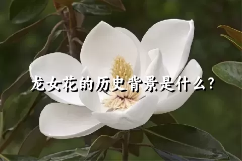 龙女花的历史背景是什么？