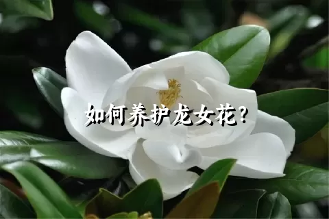 如何养护龙女花？