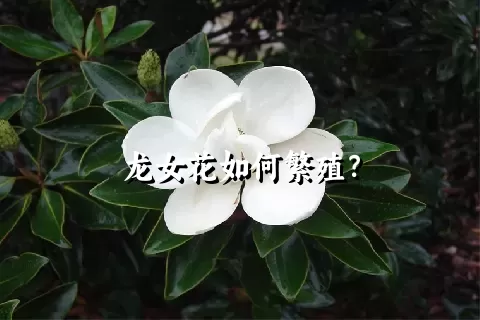 龙女花如何繁殖？