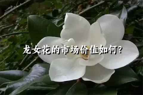 龙女花的市场价值如何？