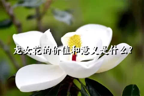 龙女花的价值和意义是什么？