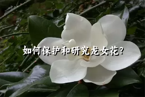 如何保护和研究龙女花？