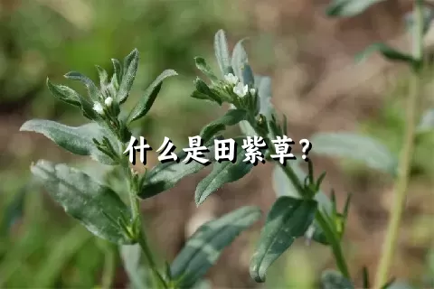 什么是田紫草？