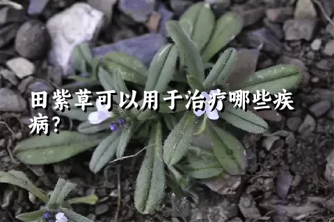 田紫草可以用于治疗哪些疾病？