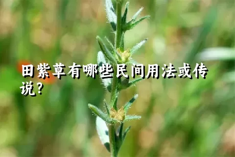 田紫草有哪些民间用法或传说？