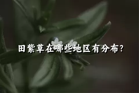 田紫草在哪些地区有分布？