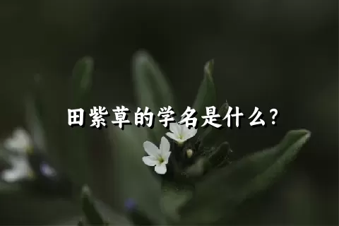 田紫草的学名是什么？