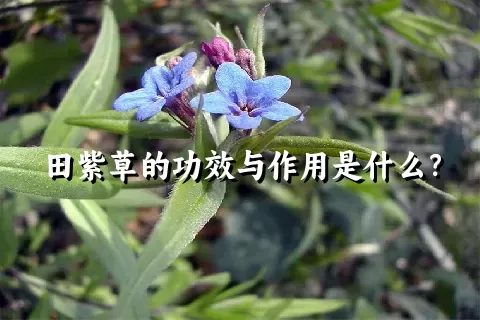 田紫草的功效与作用是什么？