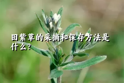 田紫草的采摘和保存方法是什么？