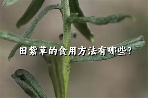 田紫草的食用方法有哪些？