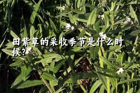 田紫草的采收季节是什么时候？