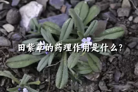 田紫草的药理作用是什么？