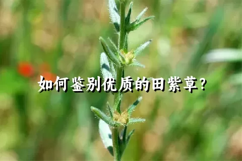 如何鉴别优质的田紫草？