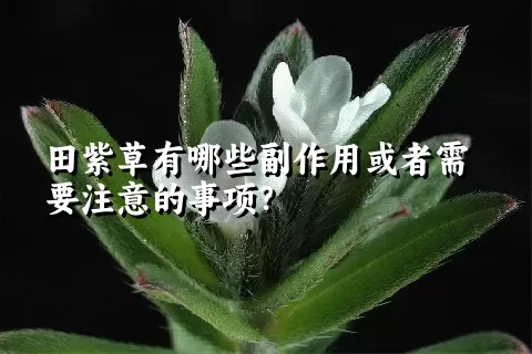 田紫草有哪些副作用或者需要注意的事项？