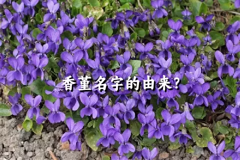 香堇名字的由来？