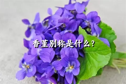 香堇别称是什么？