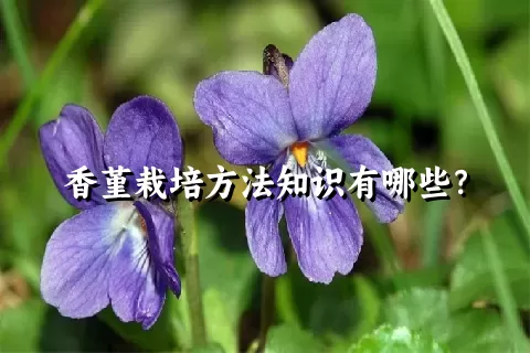 香堇栽培方法知识有哪些？