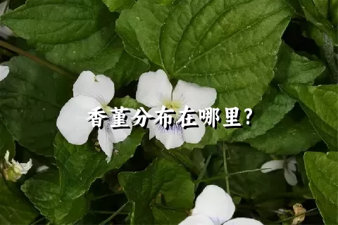 香堇分布在哪里?