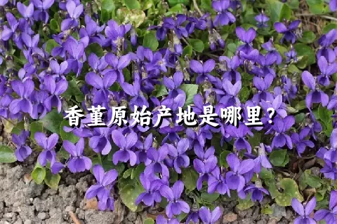 香堇原始产地是哪里？