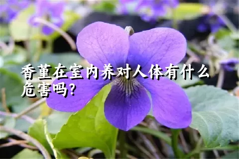 香堇在室内养对人体有什么危害吗？