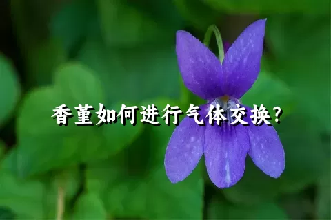 香堇如何进行气体交换？