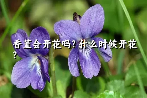 香堇会开花吗？什么时候开花？