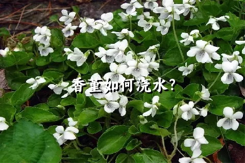 香堇如何浇水？