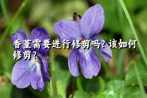 香堇需要进行修剪吗？该如何修剪？