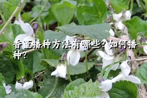 香堇播种方法有哪些？如何播种？