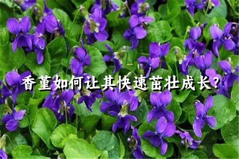 香堇如何让其快速茁壮成长？