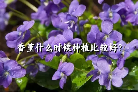 香堇什么时候种植比较好？