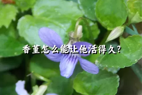 香堇怎么能让他活得久？