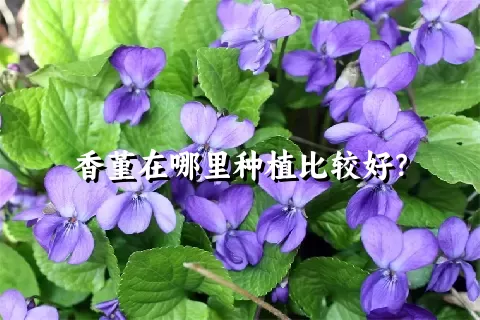 香堇在哪里种植比较好？